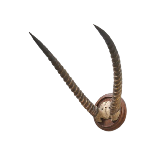 Wh07. Hoorns Gazelle, Afrika 1