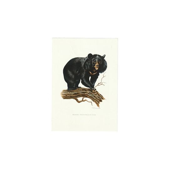 Vintage Print Zwarte Kraagbeer 1