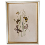 Vintage Lijst Met Prent Vlinders Vlinder Schilderij thumbnail 1