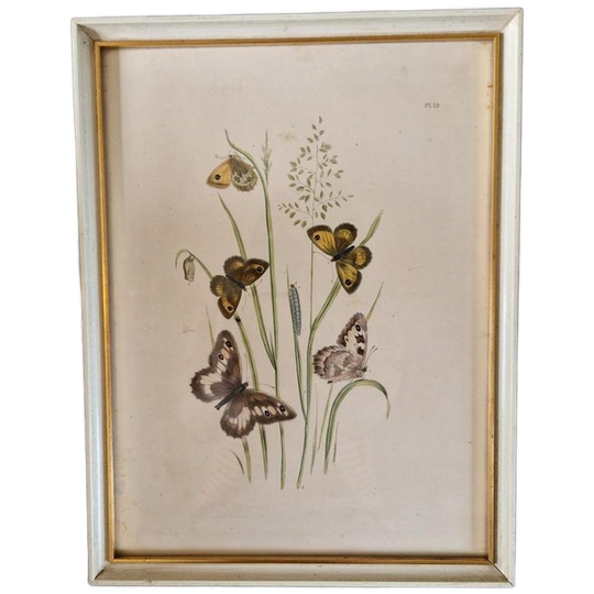 Vintage Lijst Met Prent Vlinders Vlinder Schilderij 1