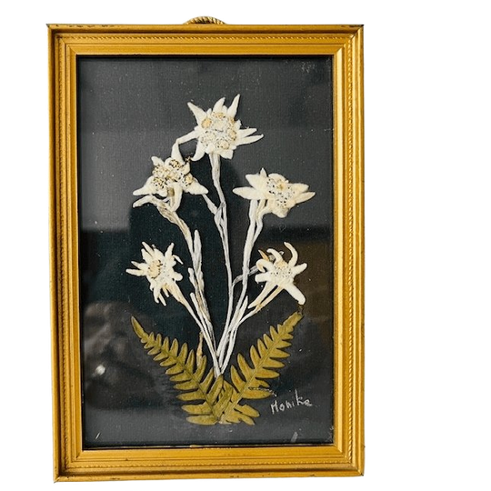 Vintage Mid-century Droogbloemenschilderij Edelweiss 1950’s 1