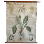 Sleutelbloem – Botanische Schoolkaart thumbnail 1