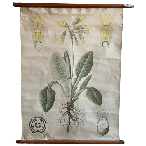 Sleutelbloem – Botanische Schoolkaart