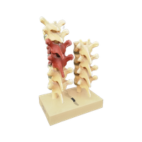 Anatomisch Model Rugwervels