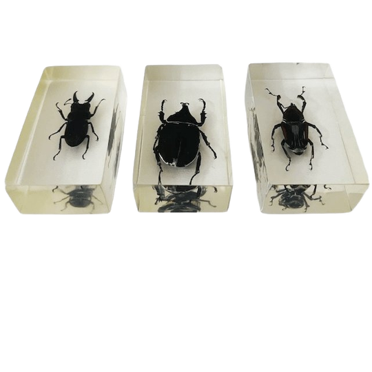 Resin Insect Set Neushoornkever Vliegend Hert Bamboe Snuit Kever Presse-papier 1980’s 1