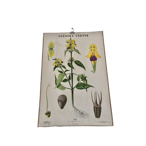 Botanische Schoolkaart Svenska Växter Hampdan “Dauwnetel”