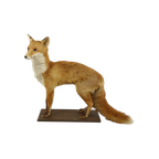 Mooie Opgezette Vos Op Eiken Plank Vulpes Vulpes Vintage Taxidermie thumbnail 1