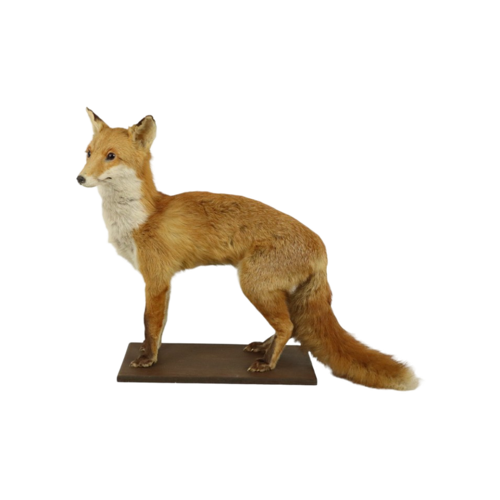 Mooie Opgezette Vos Op Eiken Plank Vulpes Vulpes Vintage Taxidermie