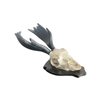 Mini Deer Skull