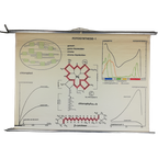Schoolplaat - Fotosynthese 1 thumbnail 1