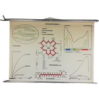 Schoolplaat - Fotosynthese 1