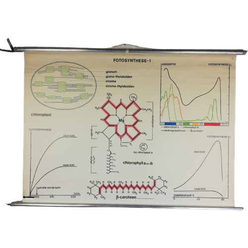 Schoolplaat - Fotosynthese 1