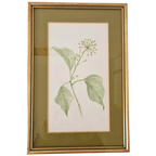 Os Morel Schilderij Vintage Tekening Flora Hedera thumbnail 1