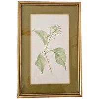 Os Morel Schilderij Vintage Tekening Flora Hedera