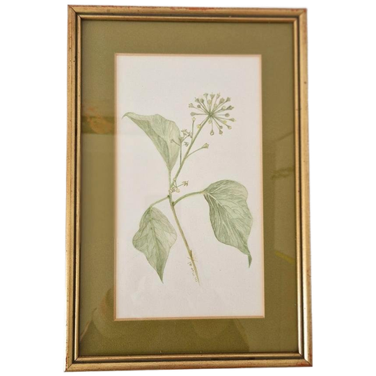 Os Morel Schilderij Vintage Tekening Flora Hedera 1