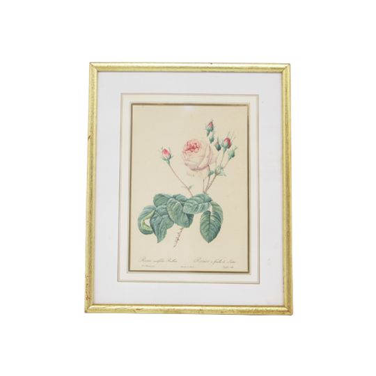 Gouden Lijstje Print Roos 1