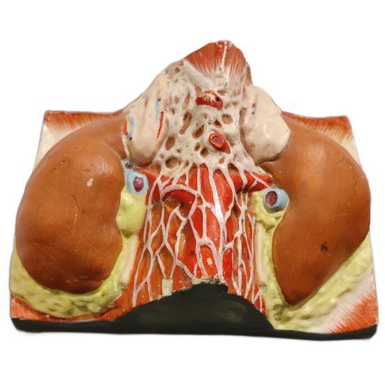 Pair Of Vintage Anatomical Models, 1950s 1