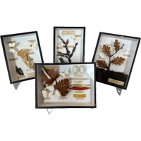 4x Didactische Vitrines – Entomologie – Vlinders