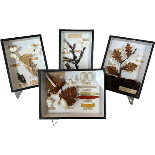 4x Didactische Vitrines – Entomologie – Vlinders 1