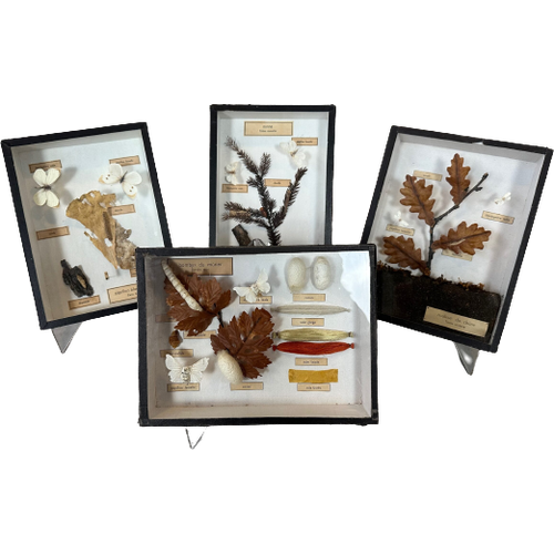 4X Didactische Vitrines – Entomologie – Vlinders