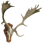 Groot Gewei Op Wandplaat thumbnail 1