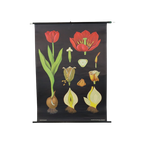 Grote Vintage Schoolkaart Tulp Bloemen Jung Koch Quentell 117Cm thumbnail 1