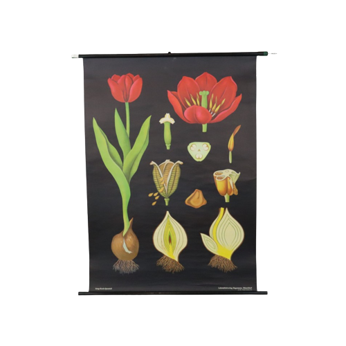 Grote Vintage Schoolkaart Tulp Bloemen Jung Koch Quentell 117Cm