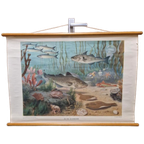 Antieke Schoolplaat Schoolkaart Noordzee Wolters thumbnail 1