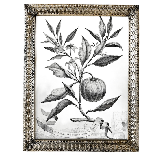 Vintage Filigraan Fotolijst Metaal Botanische Prent 1950’s 1