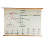Schoolplaat - De Stofwisseling thumbnail 1