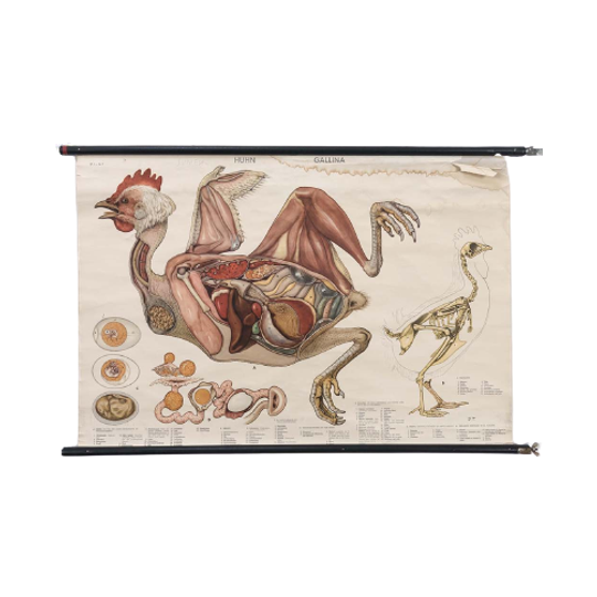 Anatomie Kaart ‘huhn’ 60037 1