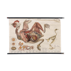 Anatomie Kaart ‘Huhn’ 60037 thumbnail 1