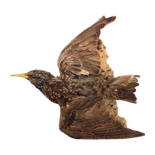 Opgezette Vliegende Spreeuw / Opgezette Vogel Op Schors
