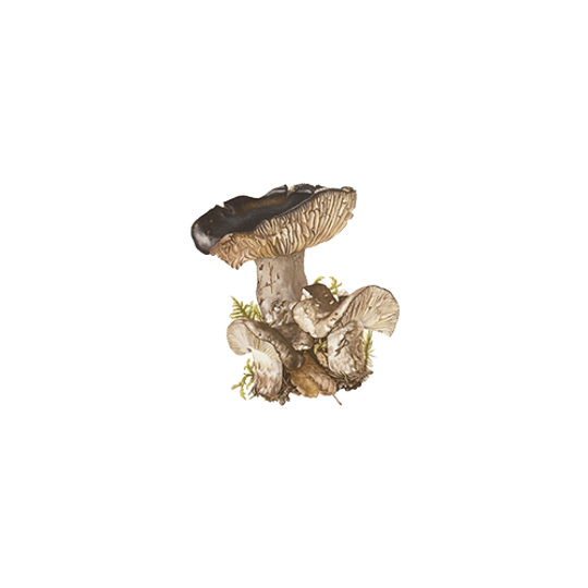 Vintage Print Grofplaatrussula 1