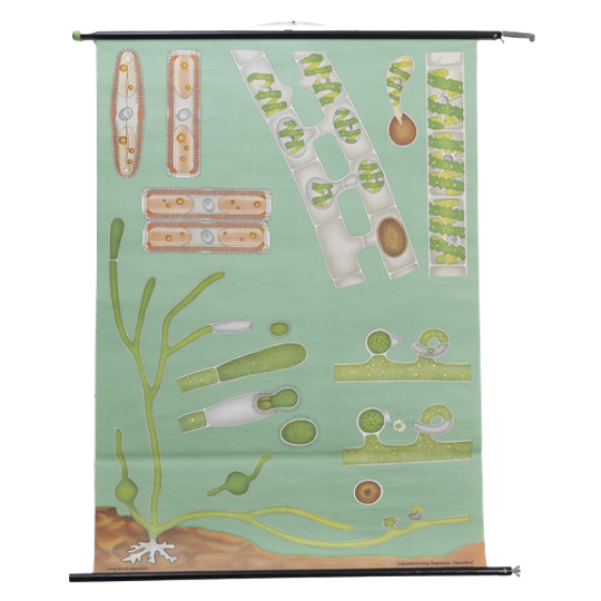 Jung Koch Quentell ‘algae’ 59609 1