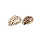 2 Schelpen: Cypraea Pantherina & Tigris thumbnail 1