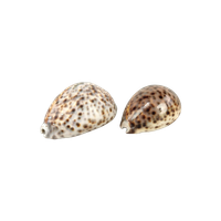 2 Schelpen: Cypraea Pantherina & Tigris