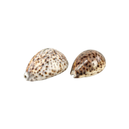 2 Schelpen: Cypraea Pantherina & Tigris 1