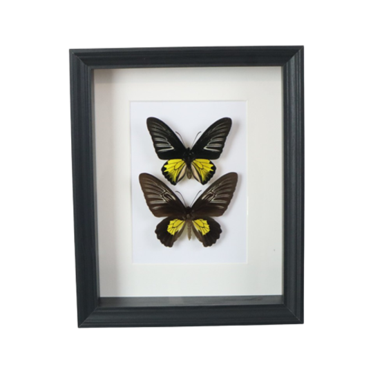 Ingelijste Vlinders Xl Troides Rhadamantus Full Body Taxidermie 1