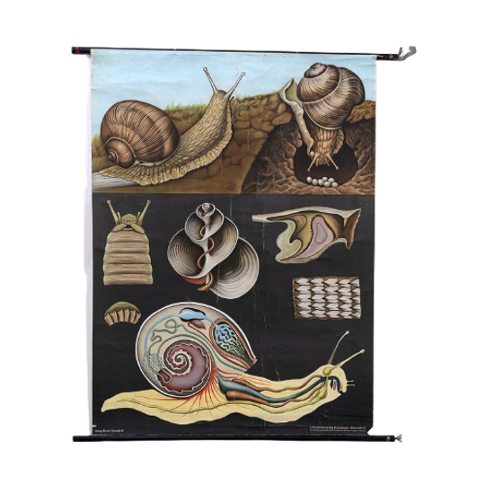 Jung Koch Quentell ‘weinbergschnecke’ 60233 1