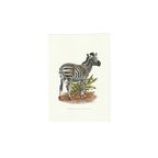 Vintage Print Chapman Zebra thumbnail 1