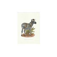 Vintage Print Chapman ZEBRA