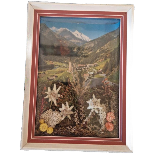 Vintage Lijstje Tirol Edelweiss Droogbloemen Schilderij 1