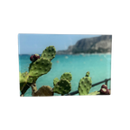 Foto Cactus Op Plexi thumbnail 1