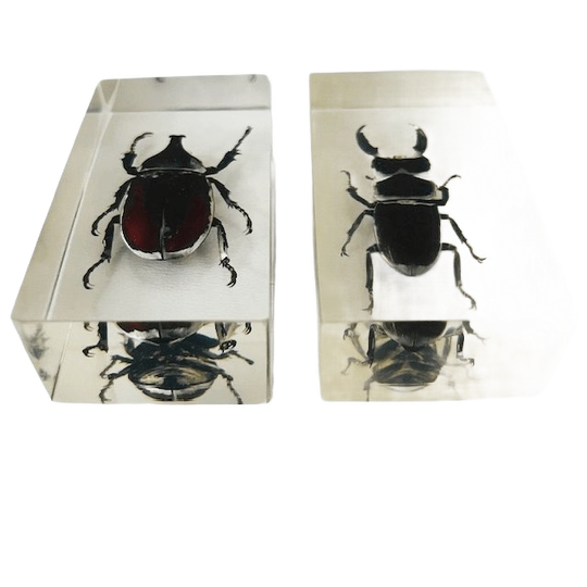 Vintage Resin Insect Set Neushoornkever Vliegend Hert Kever Presse-papier Hars 1980’s 1