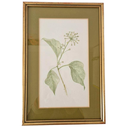 Os Morel Schilderij Vintage Tekening Flora Hedera 1
