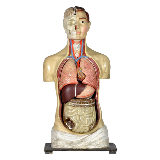 Anatomisch Model 23335 1