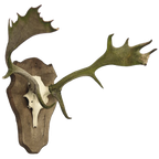 Groot Gewei Op Wandplaat thumbnail 1