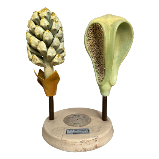 Antiek Botanisch Model ‘de Grove Den’ – Brendel 1