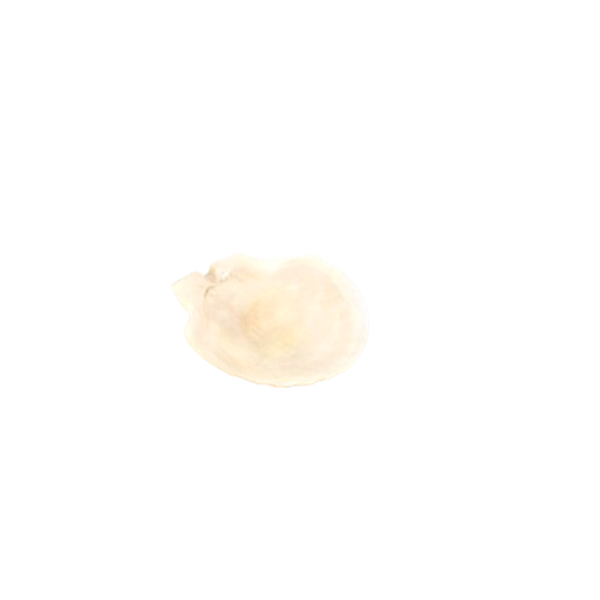 Schelpschaaltje 1